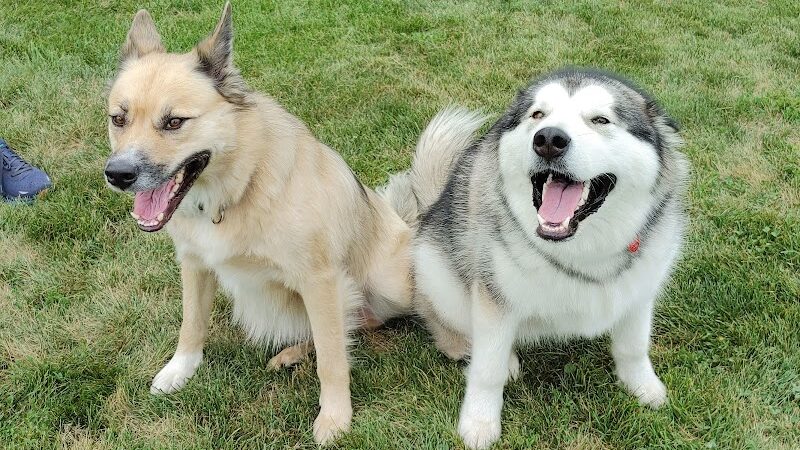 Maxwell Park Dog Park - Normal, IL