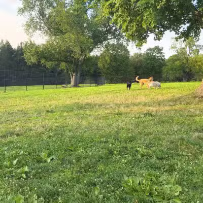 Cedar Creek Dog Park - North Belle Vernon, PA