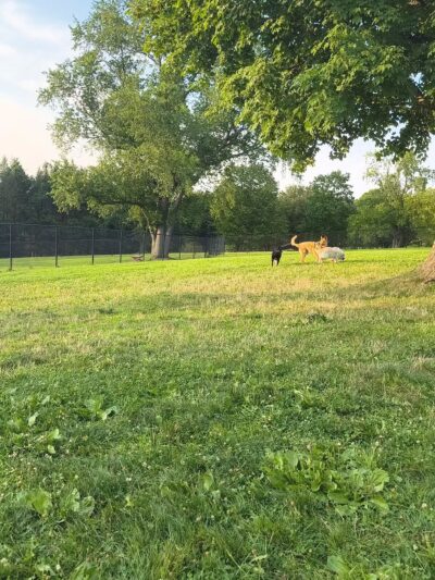 Cedar Creek Dog Park - North Belle Vernon, PA