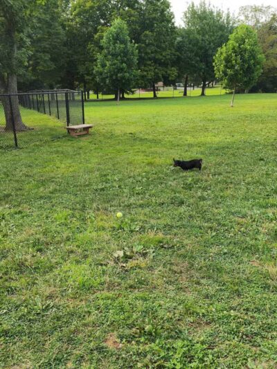 Cedar Creek Dog Park - North Belle Vernon, PA