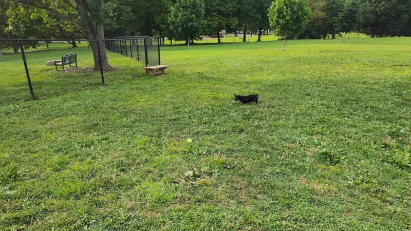 Cedar Creek Dog Park - North Belle Vernon, PA