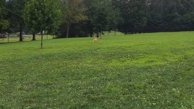 Cedar Creek Dog Park - North Belle Vernon, PA