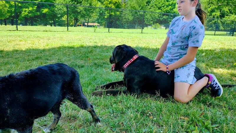 Cedar Creek Dog Park - North Belle Vernon, PA