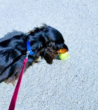 Cedar Creek Dog Park - North Belle Vernon, PA
