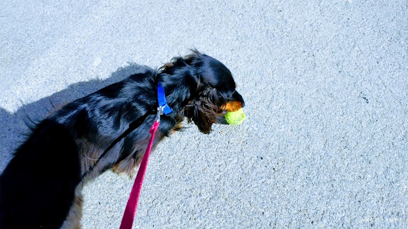 Cedar Creek Dog Park - North Belle Vernon, PA