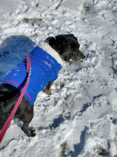 Cedar Creek Dog Park - North Belle Vernon, PA