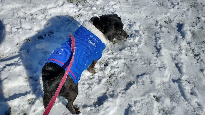 Cedar Creek Dog Park - North Belle Vernon, PA