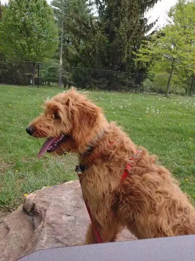 Cedar Creek Dog Park - North Belle Vernon, PA