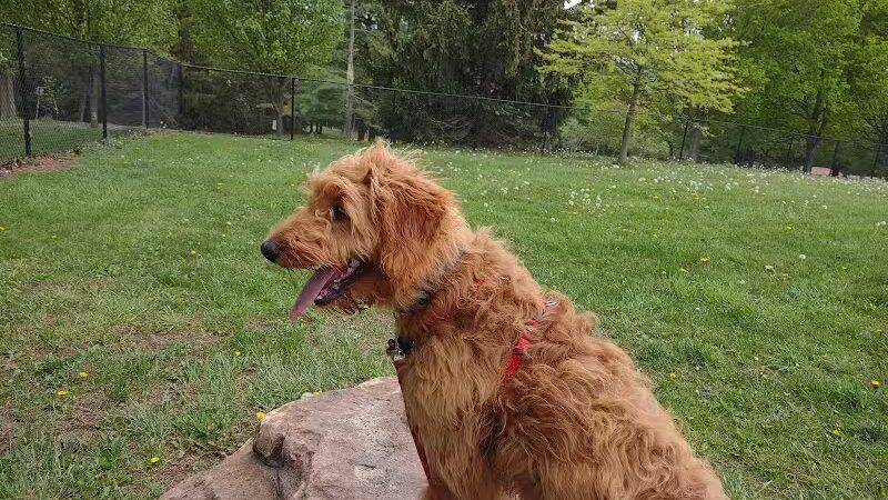 Cedar Creek Dog Park - North Belle Vernon, PA