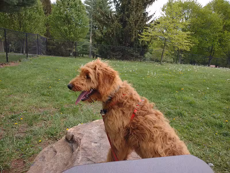 Cedar Creek Dog Park - North Belle Vernon, PA