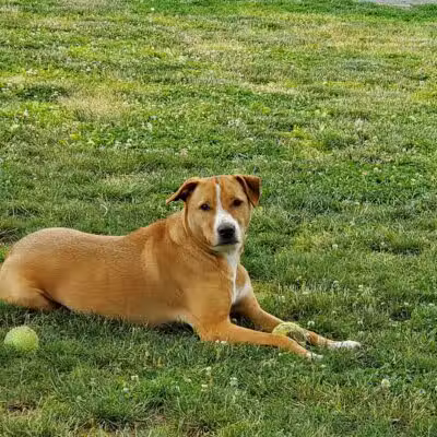 North Brunswick Dog Park - North Brunswick Township, NJ