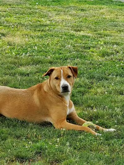 North Brunswick Dog Park - North Brunswick Township, NJ