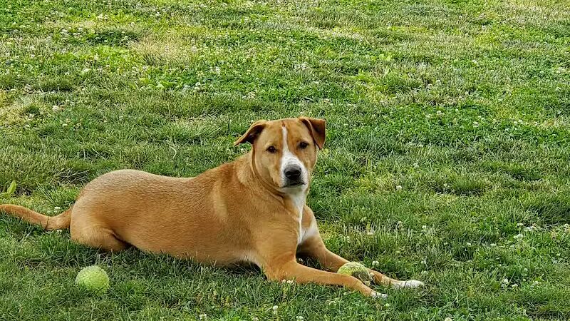 North Brunswick Dog Park - North Brunswick Township, NJ