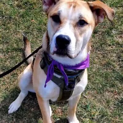 North Brunswick Dog Park - North Brunswick Township, NJ