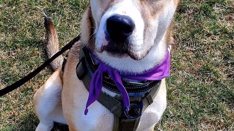 North Brunswick Dog Park - North Brunswick Township, NJ