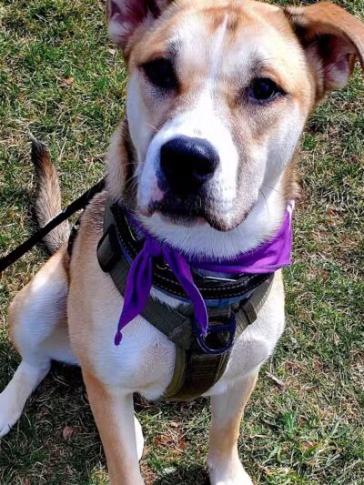 North Brunswick Dog Park - North Brunswick Township, NJ