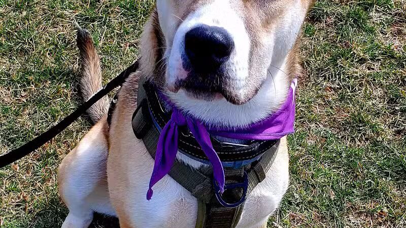 North Brunswick Dog Park - North Brunswick Township, NJ