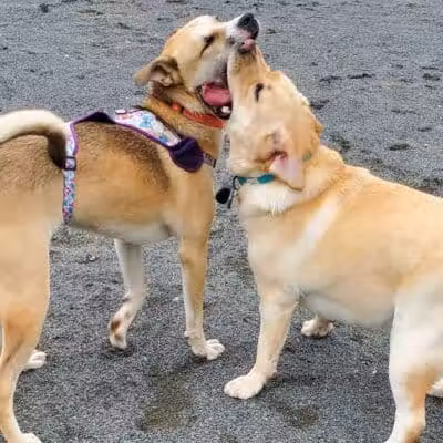 North Brunswick Dog Park - North Brunswick Township, NJ