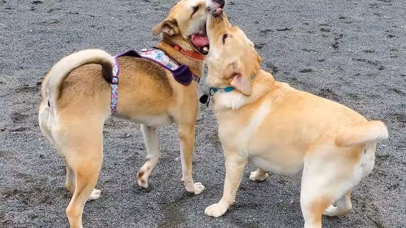 North Brunswick Dog Park - North Brunswick Township, NJ