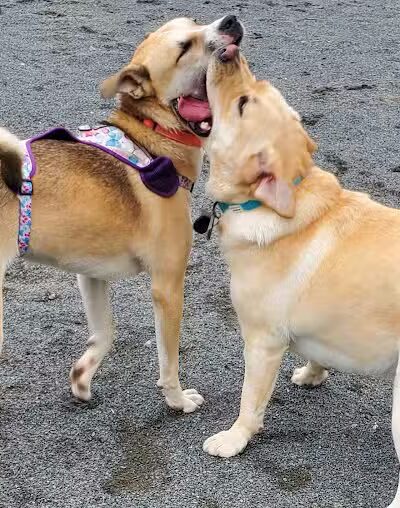 North Brunswick Dog Park - North Brunswick Township, NJ