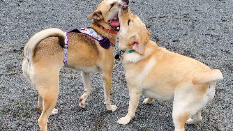 North Brunswick Dog Park - North Brunswick Township, NJ