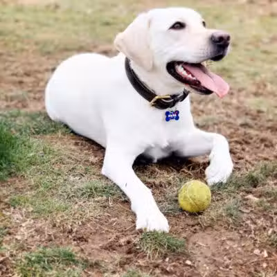 North Brunswick Dog Park - North Brunswick Township, NJ