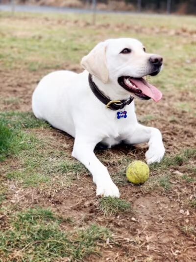 North Brunswick Dog Park - North Brunswick Township, NJ
