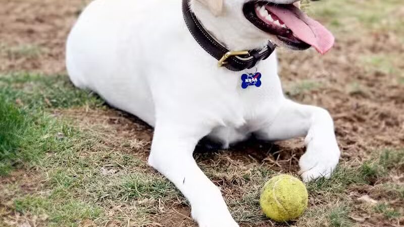 North Brunswick Dog Park - North Brunswick Township, NJ