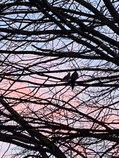 North Brunswick Dog Park - North Brunswick Township, NJ