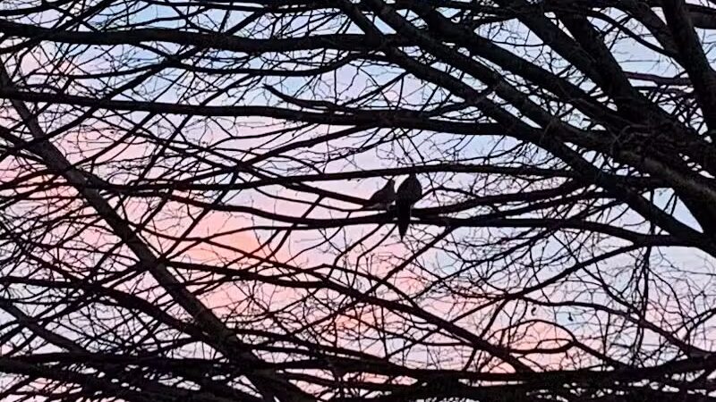 North Brunswick Dog Park - North Brunswick Township, NJ