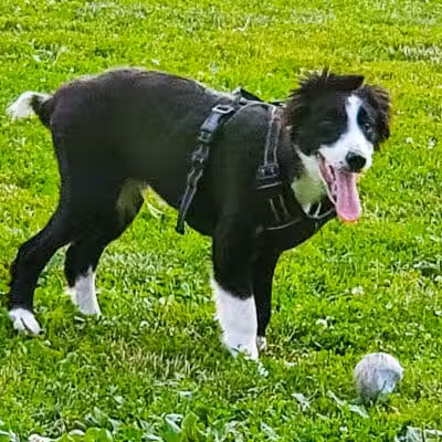 North Brunswick Dog Park - North Brunswick Township, NJ