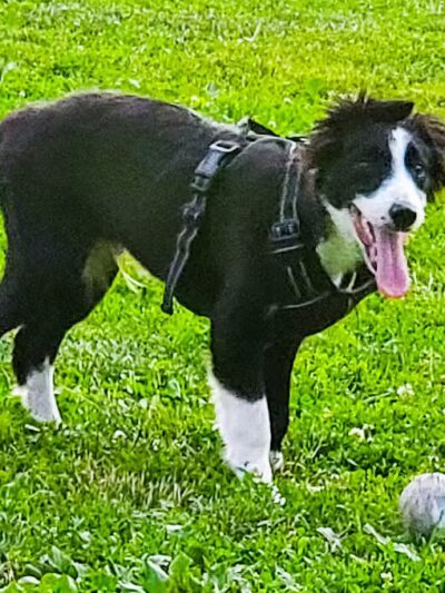 North Brunswick Dog Park - North Brunswick Township, NJ