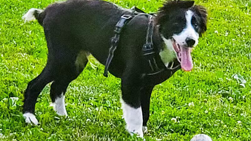 North Brunswick Dog Park - North Brunswick Township, NJ