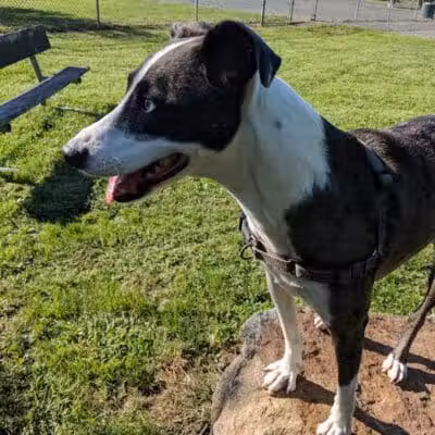 North Brunswick Dog Park - North Brunswick Township, NJ