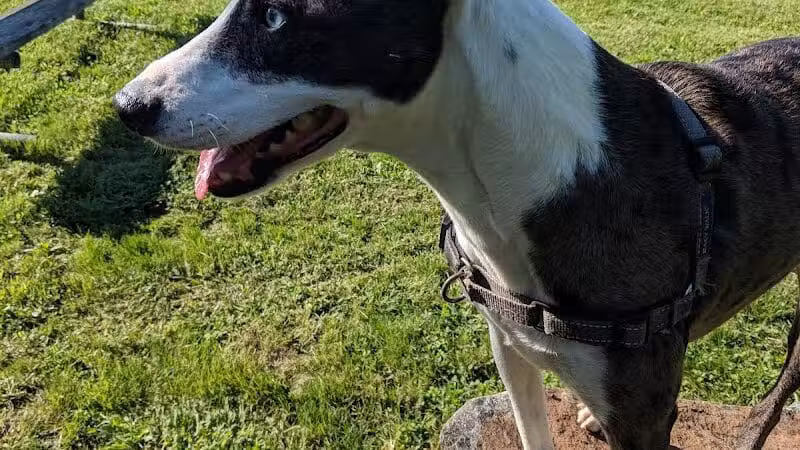 North Brunswick Dog Park - North Brunswick Township, NJ