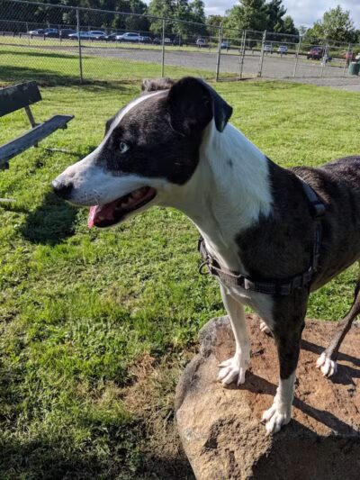 North Brunswick Dog Park - North Brunswick Township, NJ