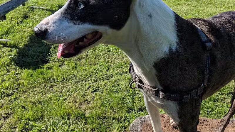 North Brunswick Dog Park - North Brunswick Township, NJ