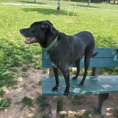 North Brunswick Dog Park - North Brunswick Township, NJ