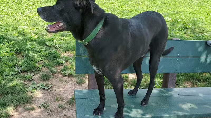 North Brunswick Dog Park - North Brunswick Township, NJ