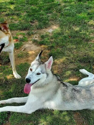 North Brunswick Dog Park - North Brunswick Township, NJ