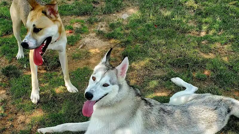 North Brunswick Dog Park - North Brunswick Township, NJ