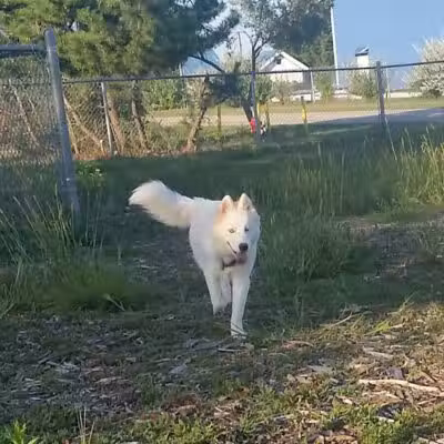 North Kingstown Dog Park - North Kingstown, RI