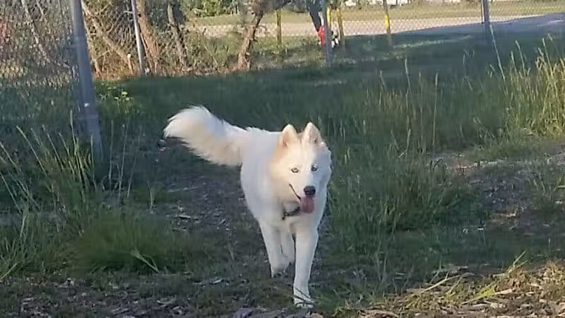 North Kingstown Dog Park - North Kingstown, RI