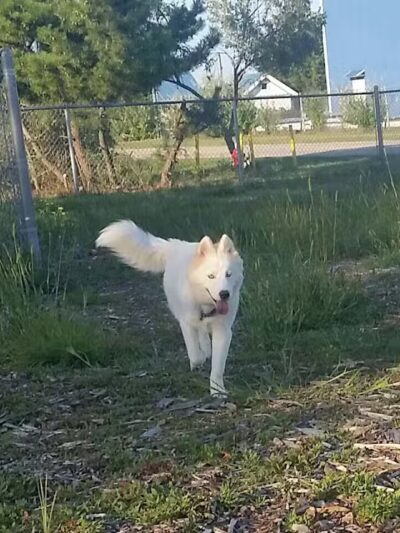North Kingstown Dog Park - North Kingstown, RI