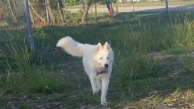 North Kingstown Dog Park - North Kingstown, RI