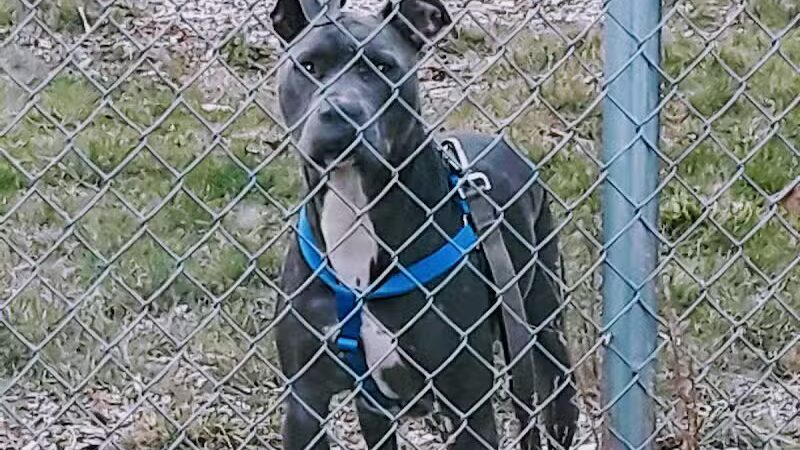 North Kingstown Dog Park - North Kingstown, RI