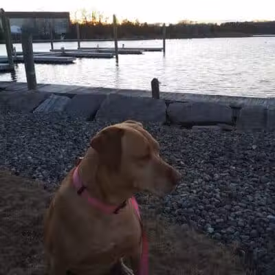 North Kingstown Dog Park - North Kingstown, RI