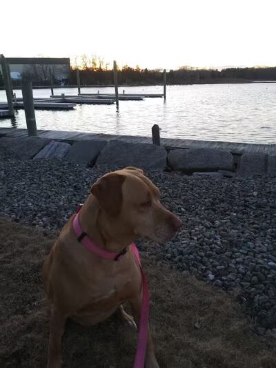 North Kingstown Dog Park - North Kingstown, RI