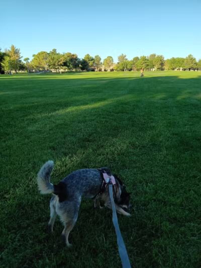 Eldorado Park - North Las Vegas, NV