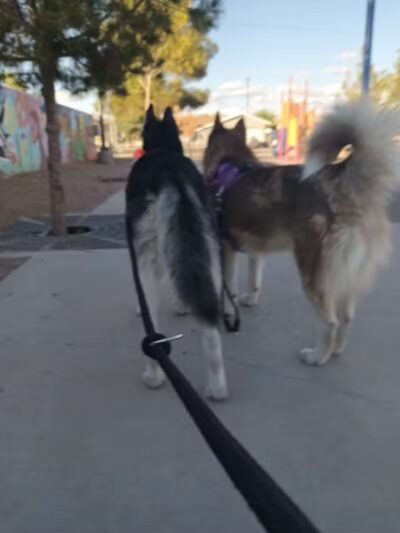 Park - North Las Vegas, NV